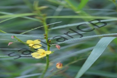 Cassia mimosoides